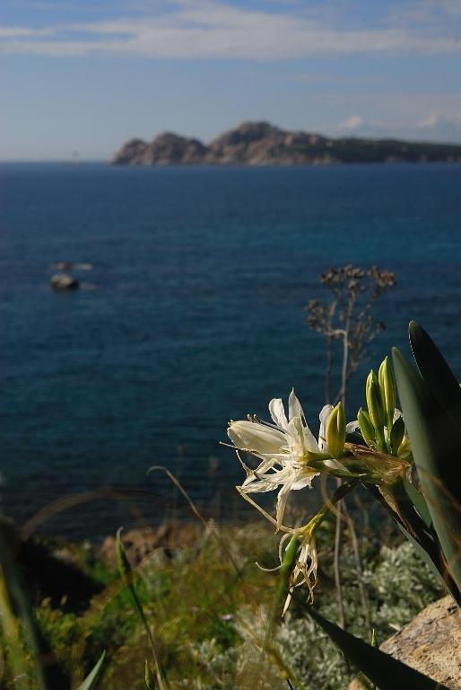 La Chicca Di Francesca Bed and Breakfast Santa Teresa Gallura Exteriör bild